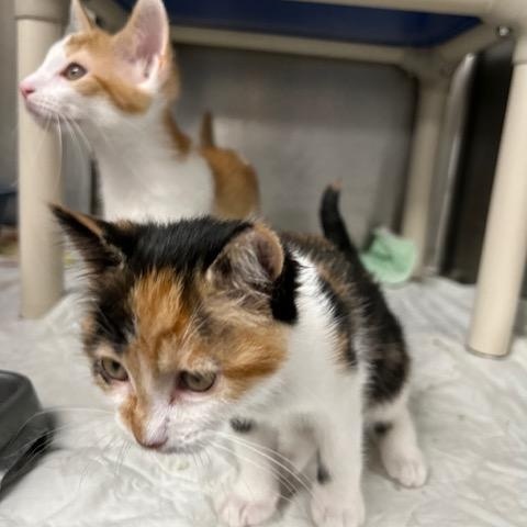 Enlarge Cashmere-ON HOLD, a Adopted mixed breed in Bloomingdale, NJ image 1/5