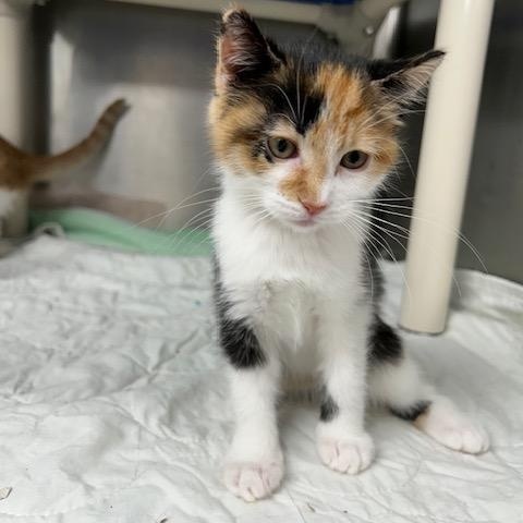 Enlarge Cashmere-ON HOLD, a Adopted mixed breed in Bloomingdale, NJ image 2/5