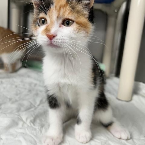 Enlarge Cashmere-ON HOLD, a Adopted mixed breed in Bloomingdale, NJ image 3/5