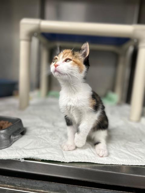 Enlarge Cashmere-ON HOLD, a Adopted mixed breed in Bloomingdale, NJ image 4/5