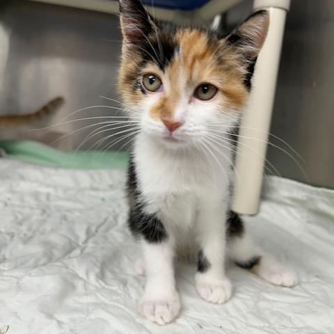 Enlarge Cashmere-ON HOLD, a Adopted mixed breed in Bloomingdale, NJ image 5/5