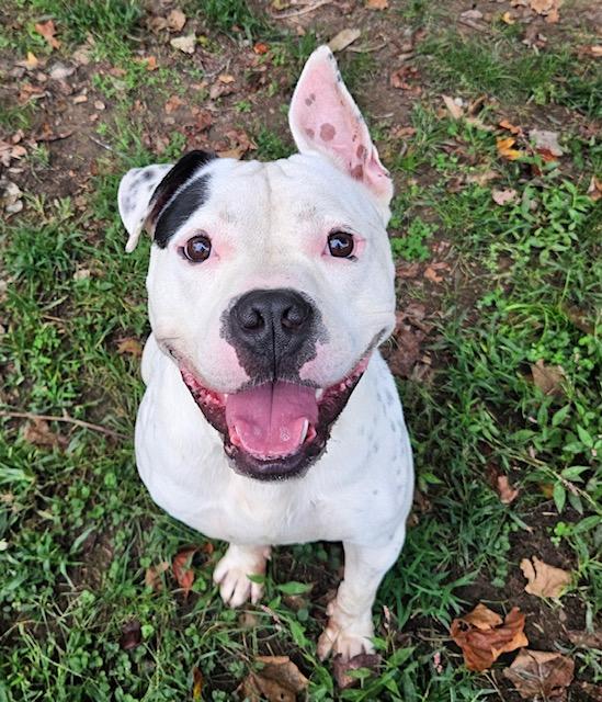 Dash, a Adoptable mixed breed in Heathsville, VA image 1/5