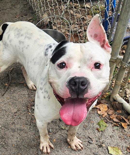 Dash, a Adoptable mixed breed in Heathsville, VA image 2/5