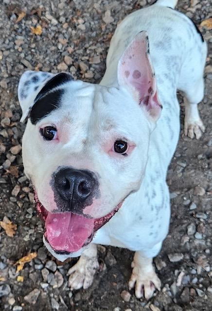 Dash, a Adoptable mixed breed in Heathsville, VA image 3/5