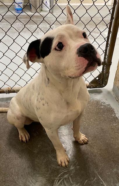 Dash, a Adoptable mixed breed in Heathsville, VA image 4/5