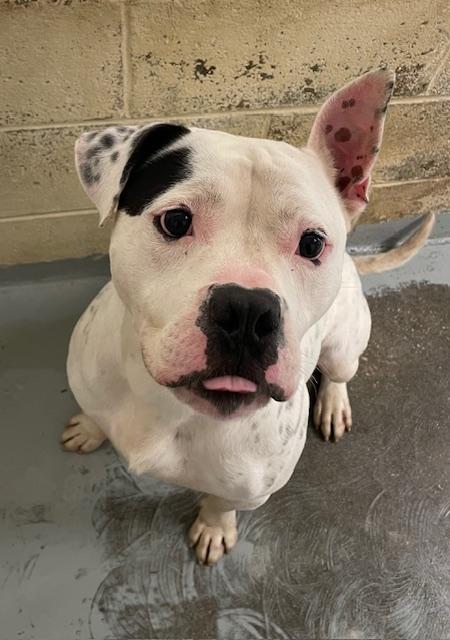 Dash, a Adoptable mixed breed in Heathsville, VA image 5/5