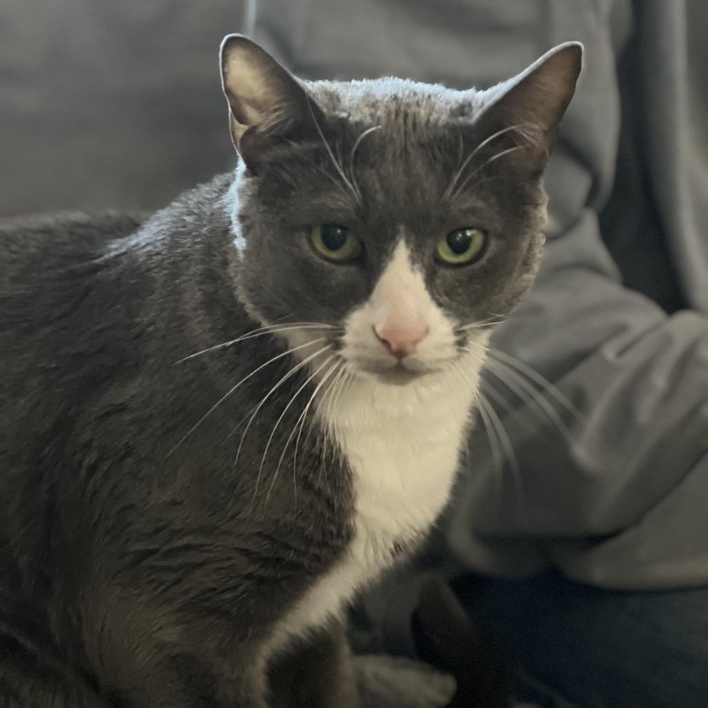 Nugget, Adoptable, Senior Male Domestic Short Hair.