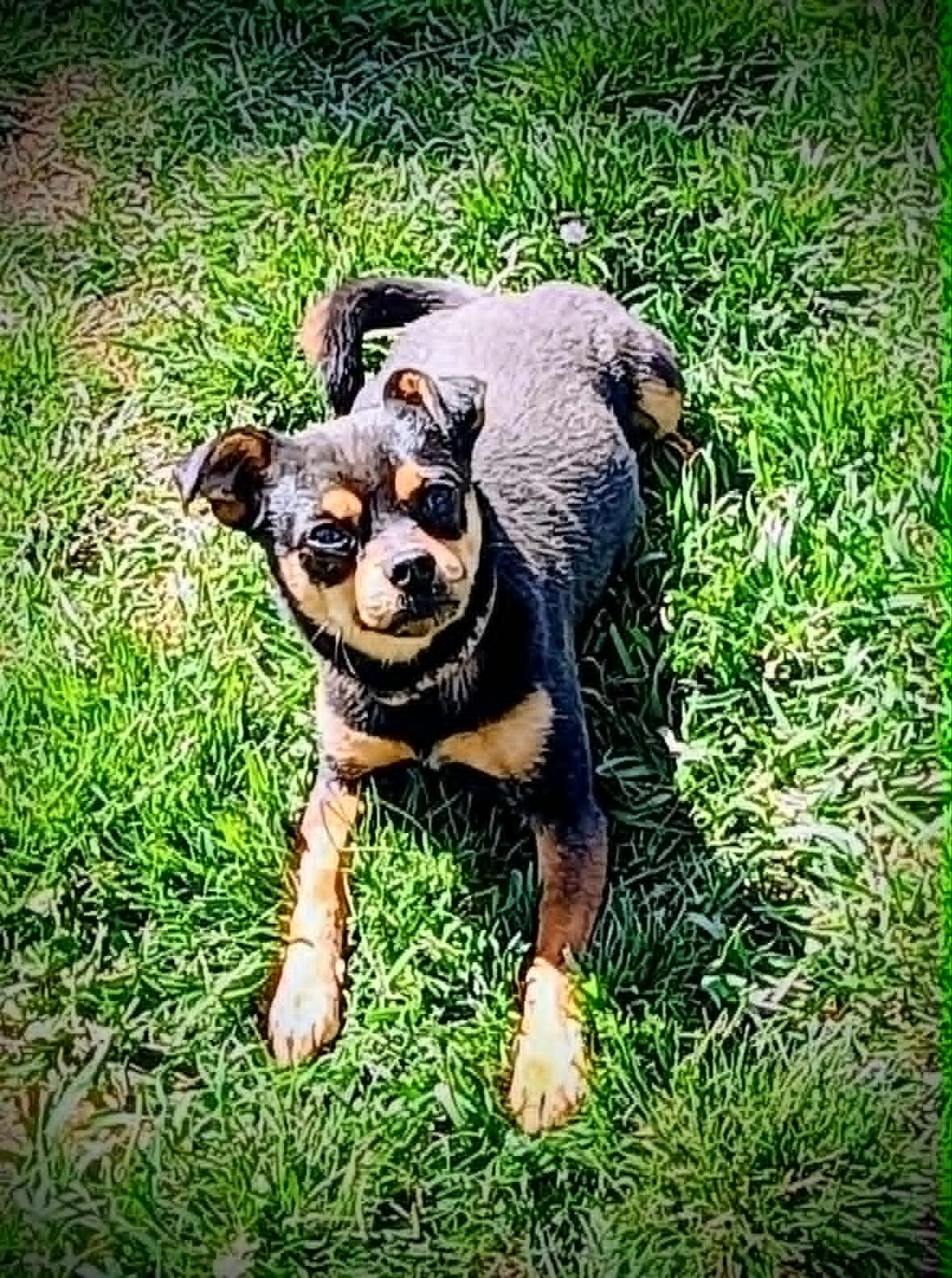 Enlarge SNEAKY PETE, a ADOPTABLE mixed breed in Yakima, WA image 5/6