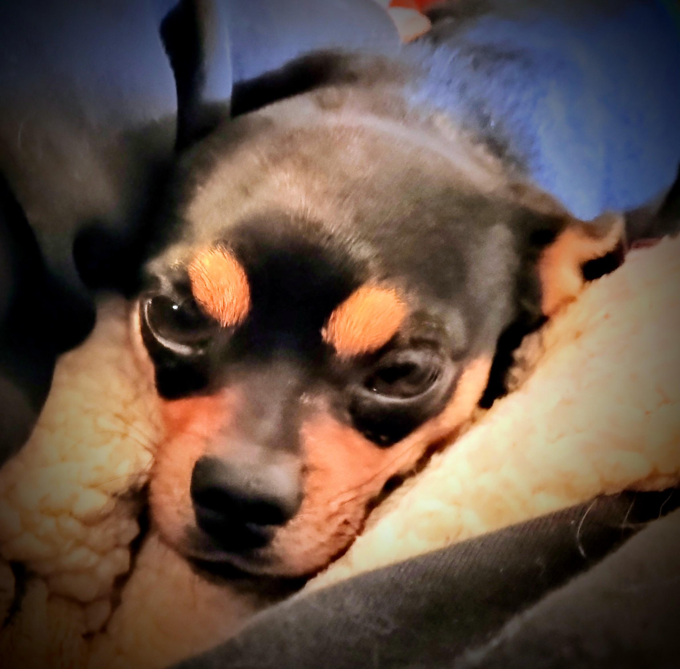 Enlarge SNEAKY PETE, a ADOPTABLE mixed breed in Yakima, WA image 2/6