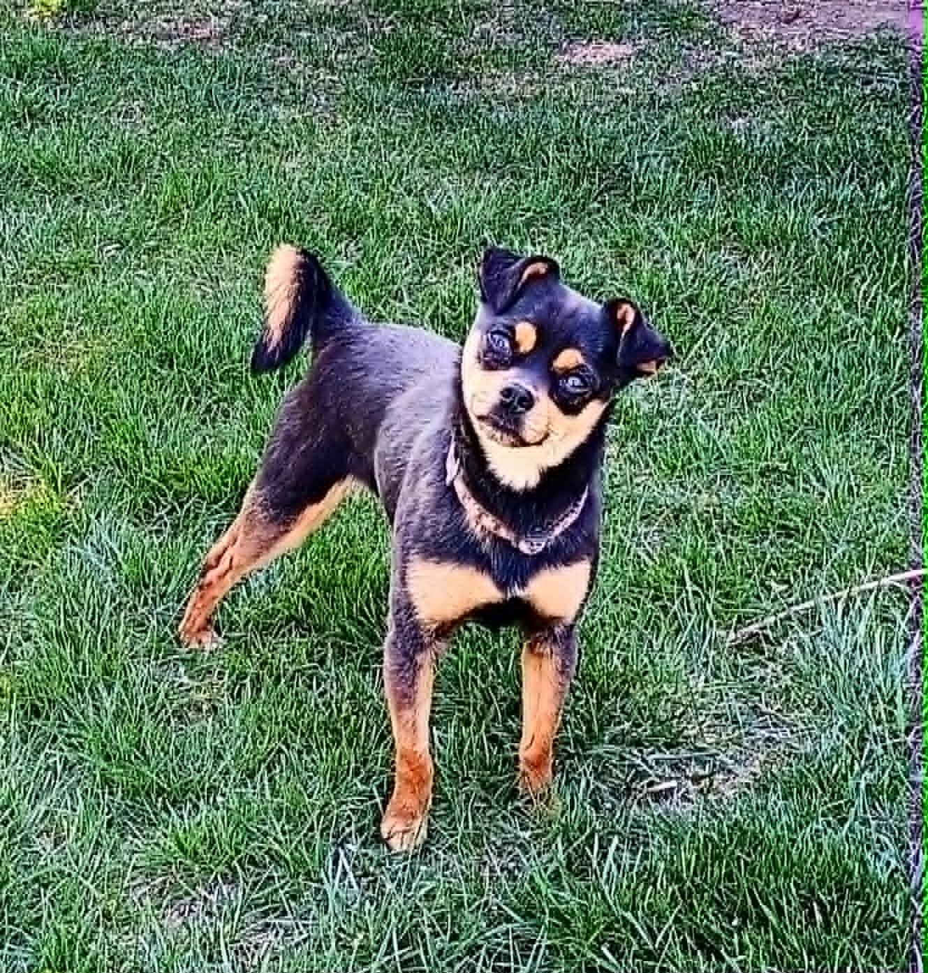 Enlarge SNEAKY PETE, a ADOPTABLE mixed breed in Yakima, WA image 6/6