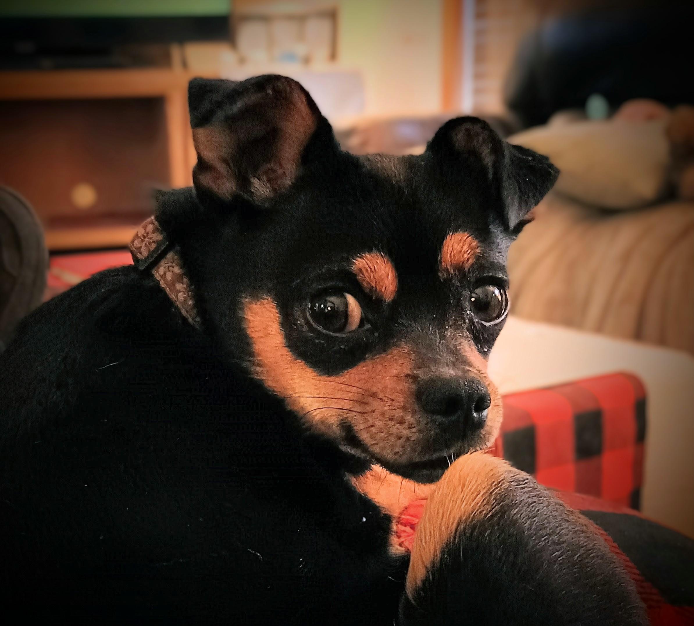 Enlarge SNEAKY PETE, a ADOPTABLE mixed breed in Yakima, WA image 3/6