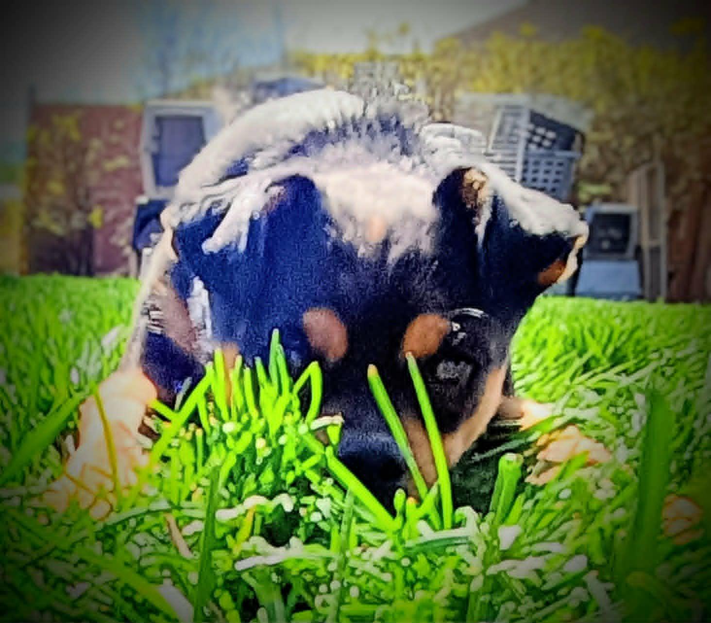 Enlarge SNEAKY PETE, a ADOPTABLE mixed breed in Yakima, WA image 4/6