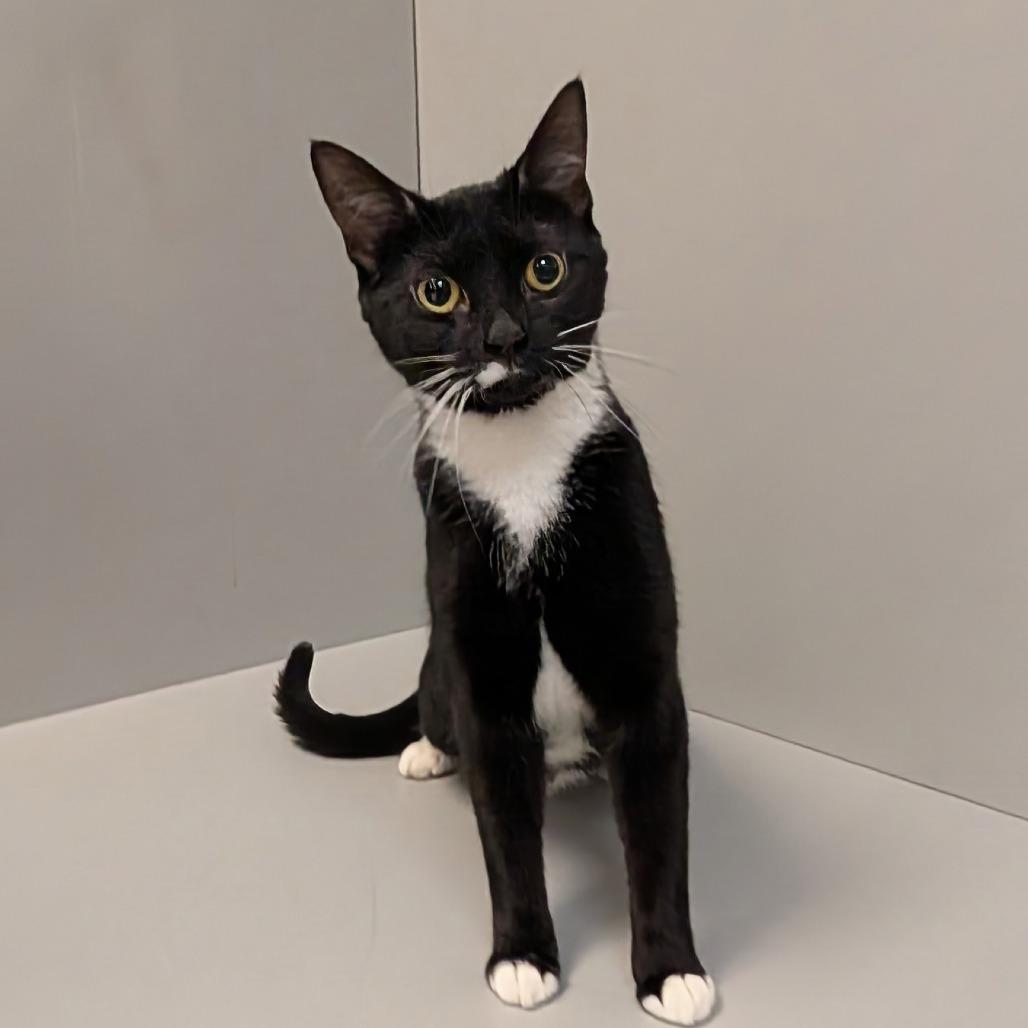 Enlarge Pearl, a Adoptable mixed breed in Madisonville, KY image 1/2