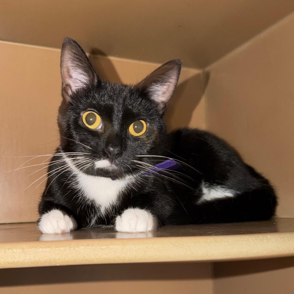 Pearl, Adoptable, Adult Female Domestic Short Hair & Domestic Short Hair.