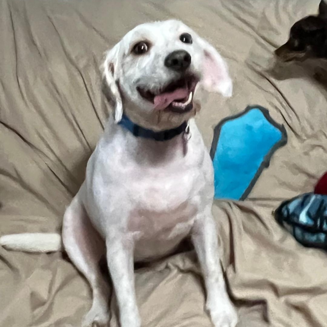 Enlarge Nugget, a Adoptable mixed breed in Baton Rouge, LA image 6/6