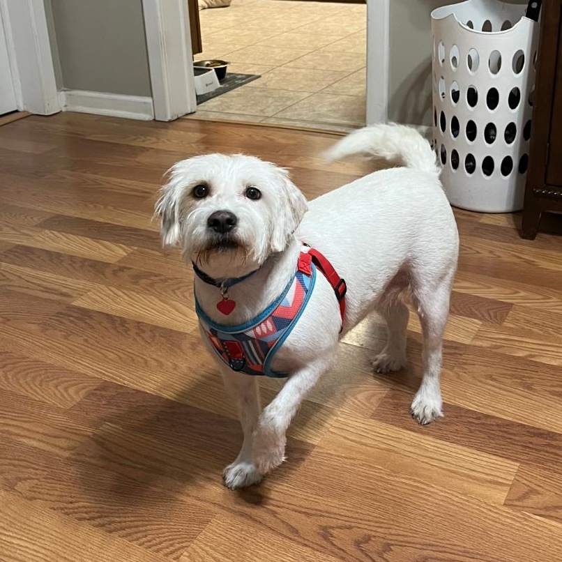 Enlarge Nugget, a Adoptable mixed breed in Baton Rouge, LA image 3/6