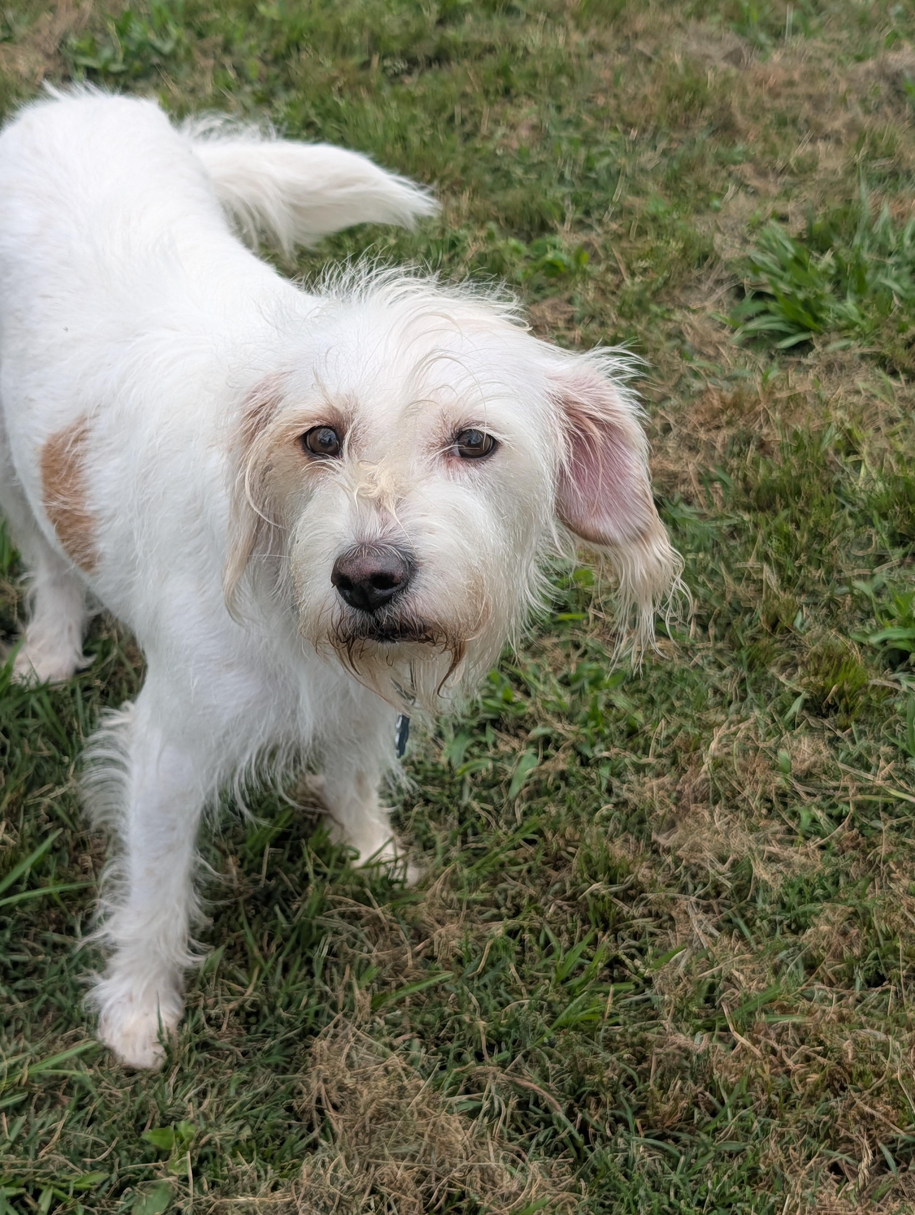 Enlarge Nugget, a Adoptable mixed breed in Baton Rouge, LA image 2/6