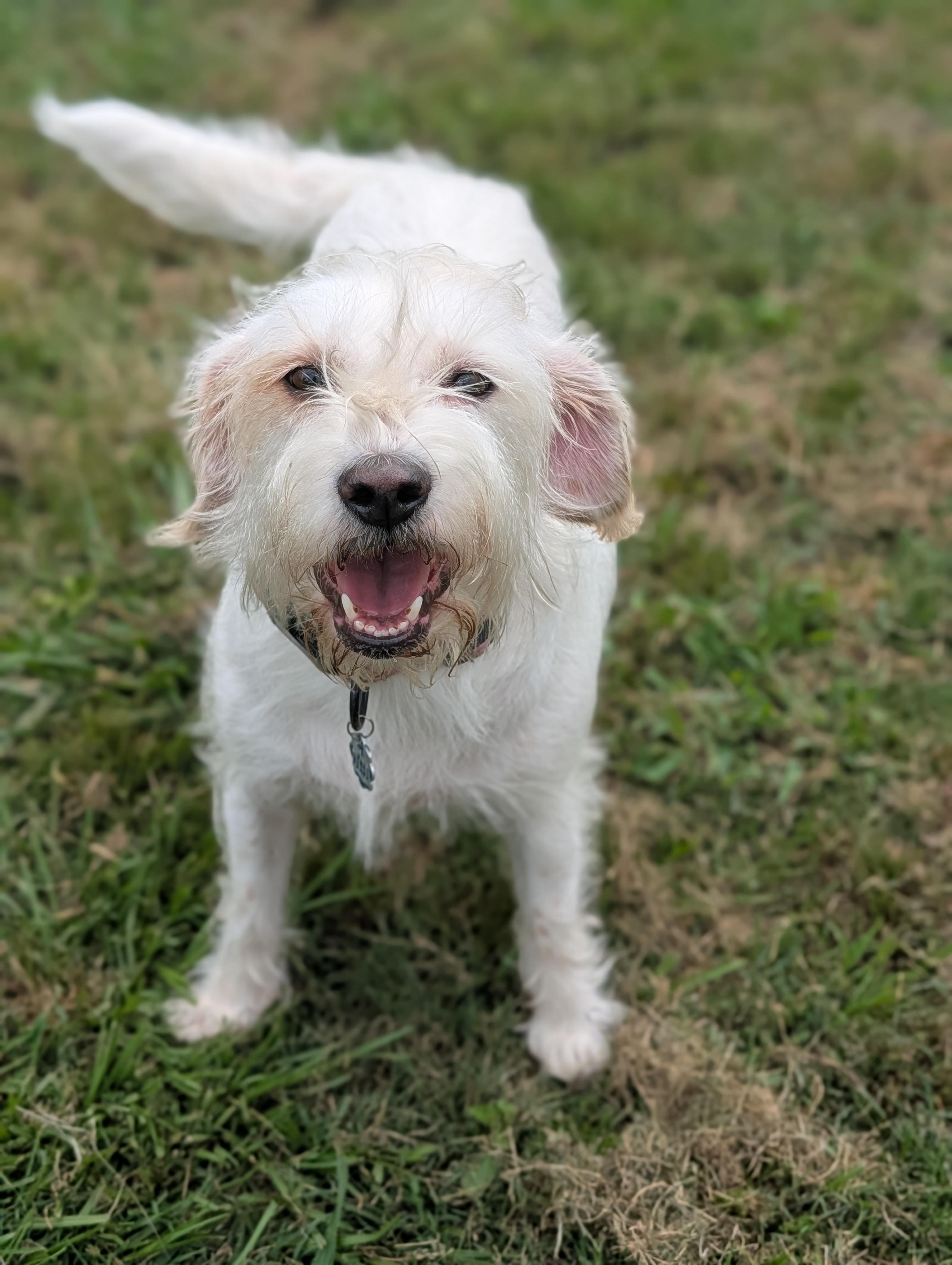 Enlarge Nugget, a Adoptable mixed breed in Baton Rouge, LA image 1/6
