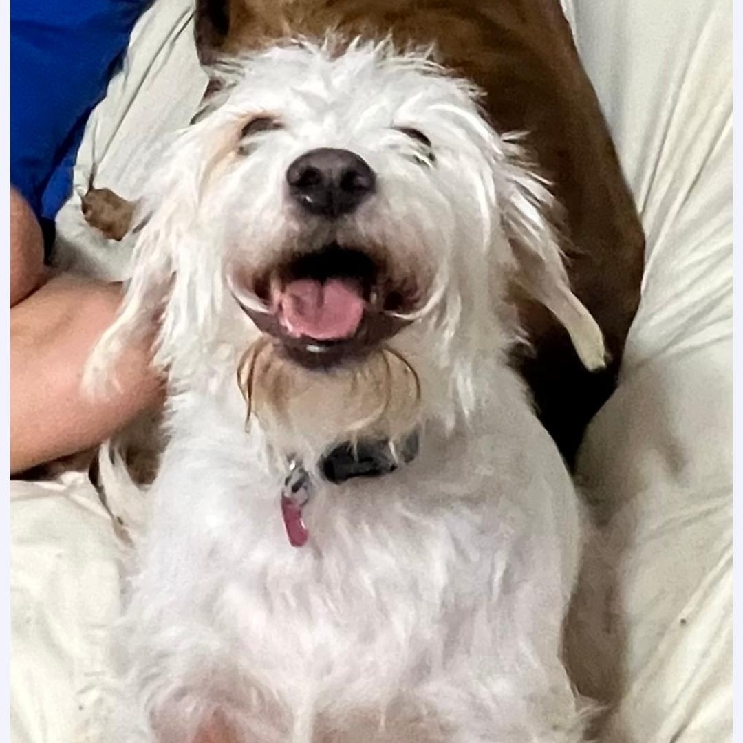 Enlarge Nugget, a Adoptable mixed breed in Baton Rouge, LA image 4/6