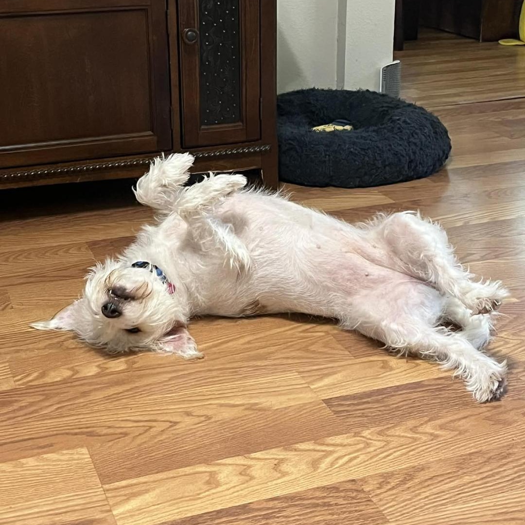 Enlarge Nugget, a Adoptable mixed breed in Baton Rouge, LA image 5/6