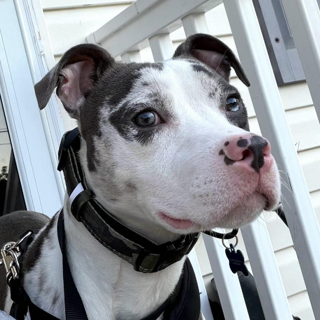 Enlarge Truz, a Adoptable mixed breed in Jessup, MD image 3/3