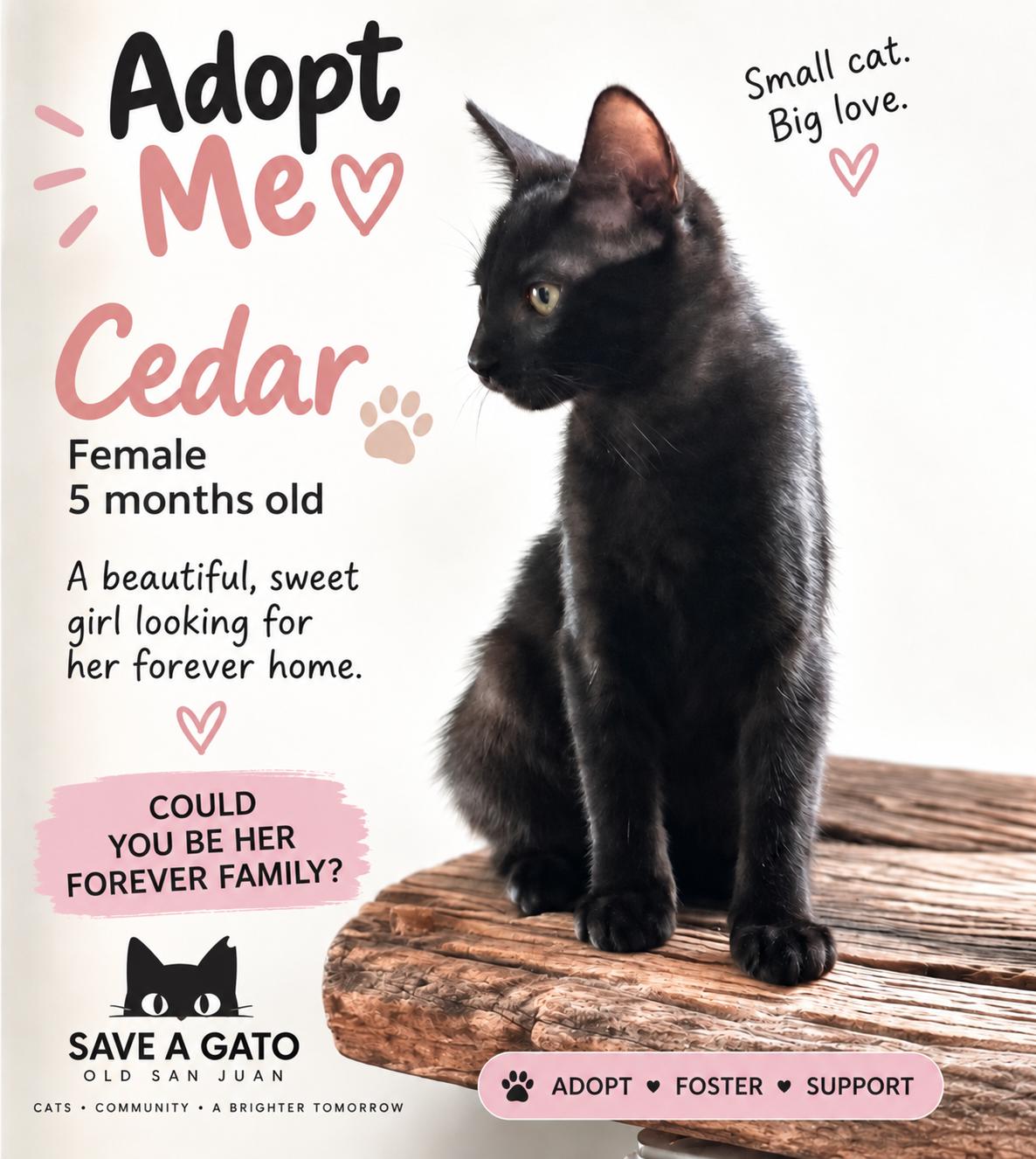 Enlarge CEDAR, a Adoptable Domestic Short Hair in East Boston, MA image 6/6