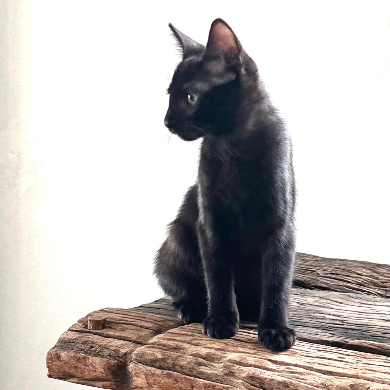 Enlarge CEDAR, a Adoptable Domestic Short Hair in East Boston, MA image 4/6