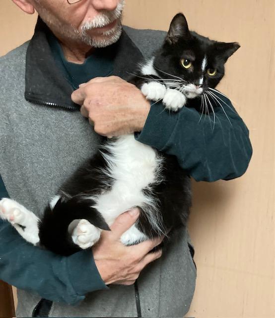 Barbara, Adopted, Adult Female Domestic Short Hair & Tuxedo.