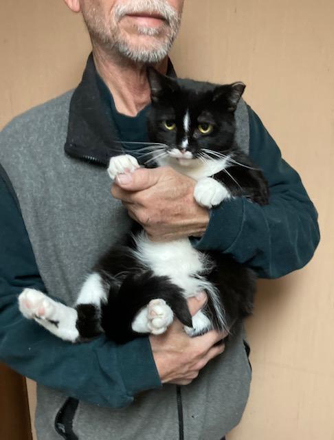 Enlarge Barbara, a Adopted mixed breed in Macedonia, OH image 3/3