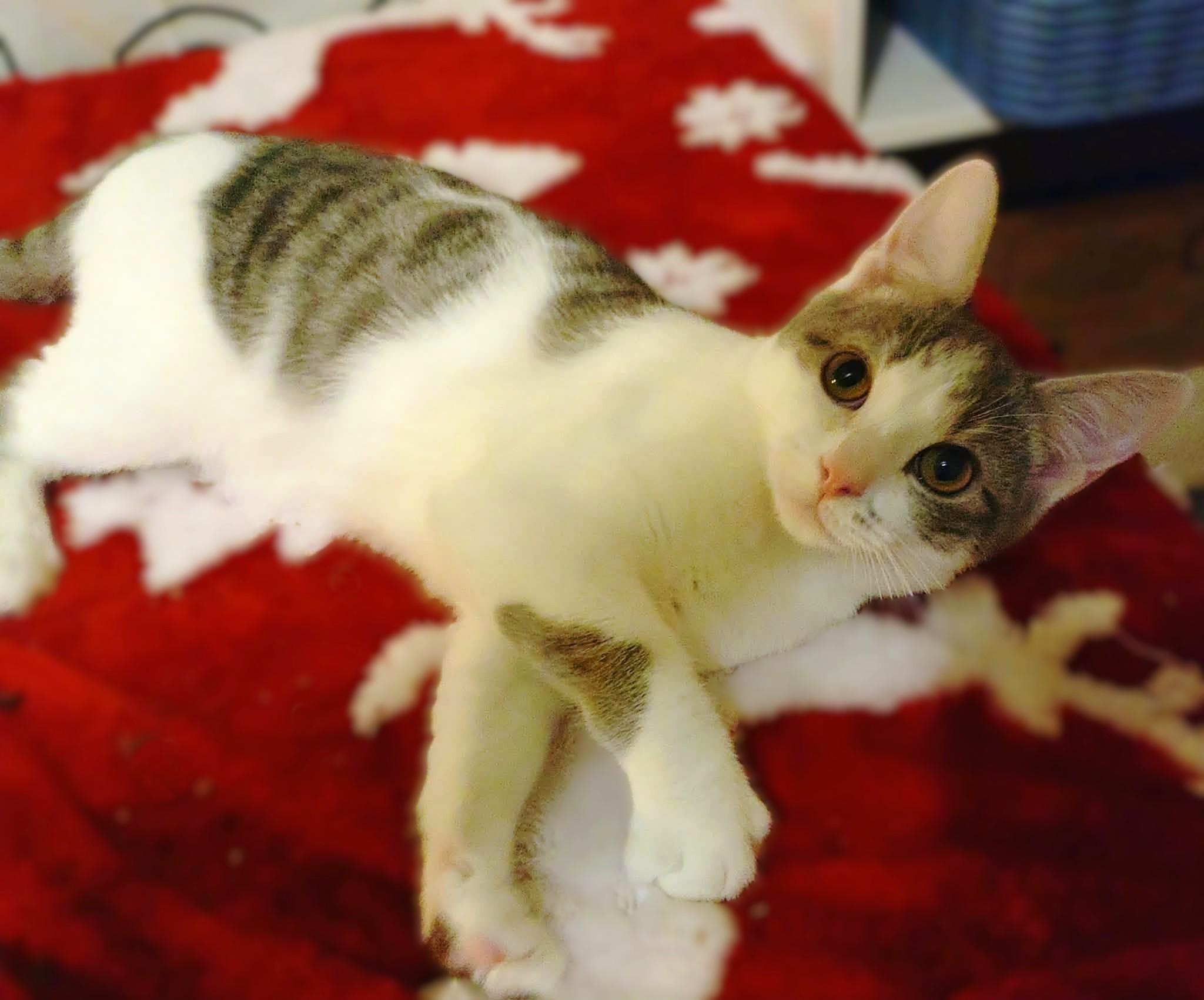 York (York Peppermint Patty Litter), a Adoptable mixed breed in Baltimore, MD image 3/3