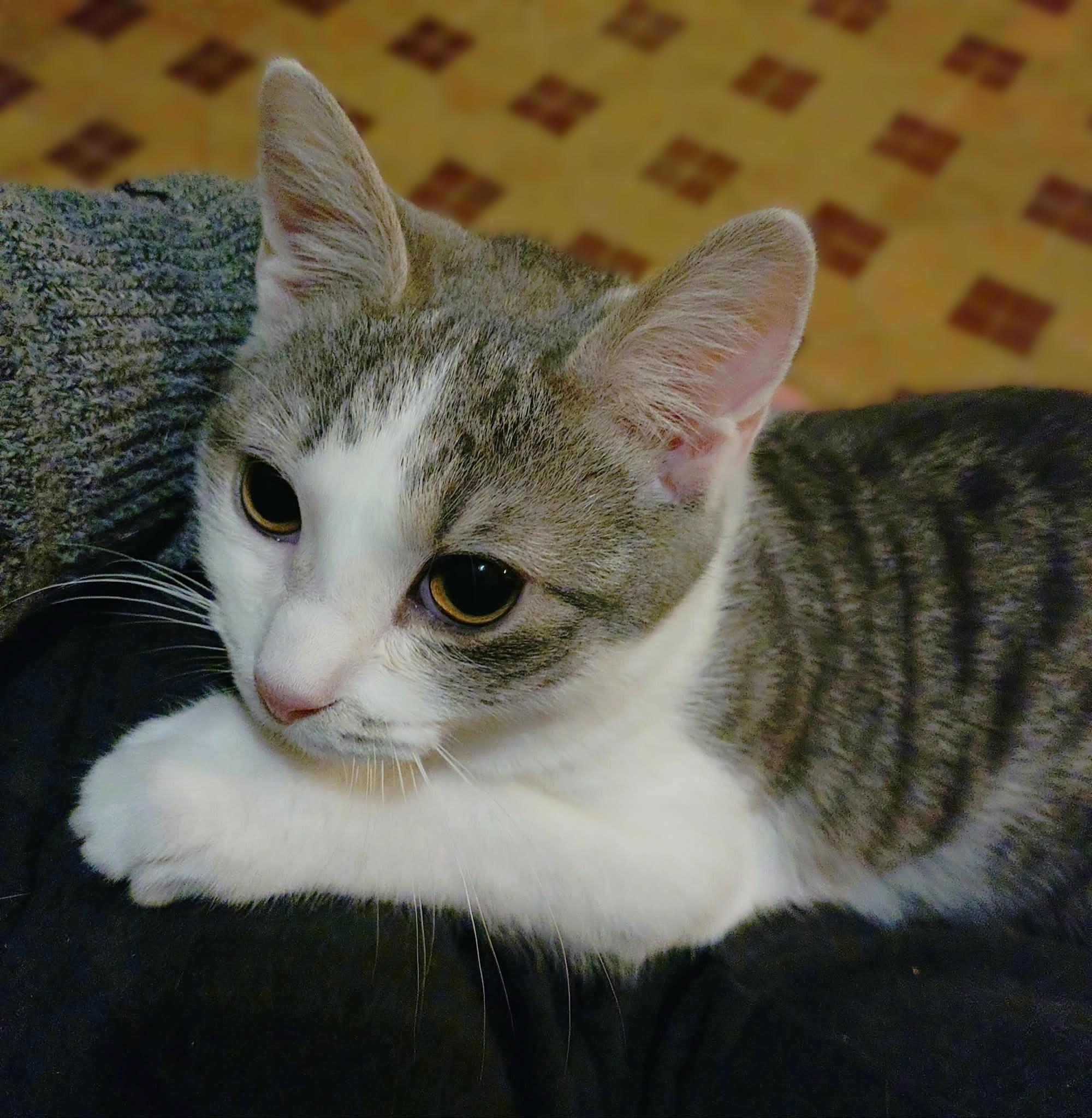 York (York Peppermint Patty Litter), Adoptable, Kitten Male Tabby.