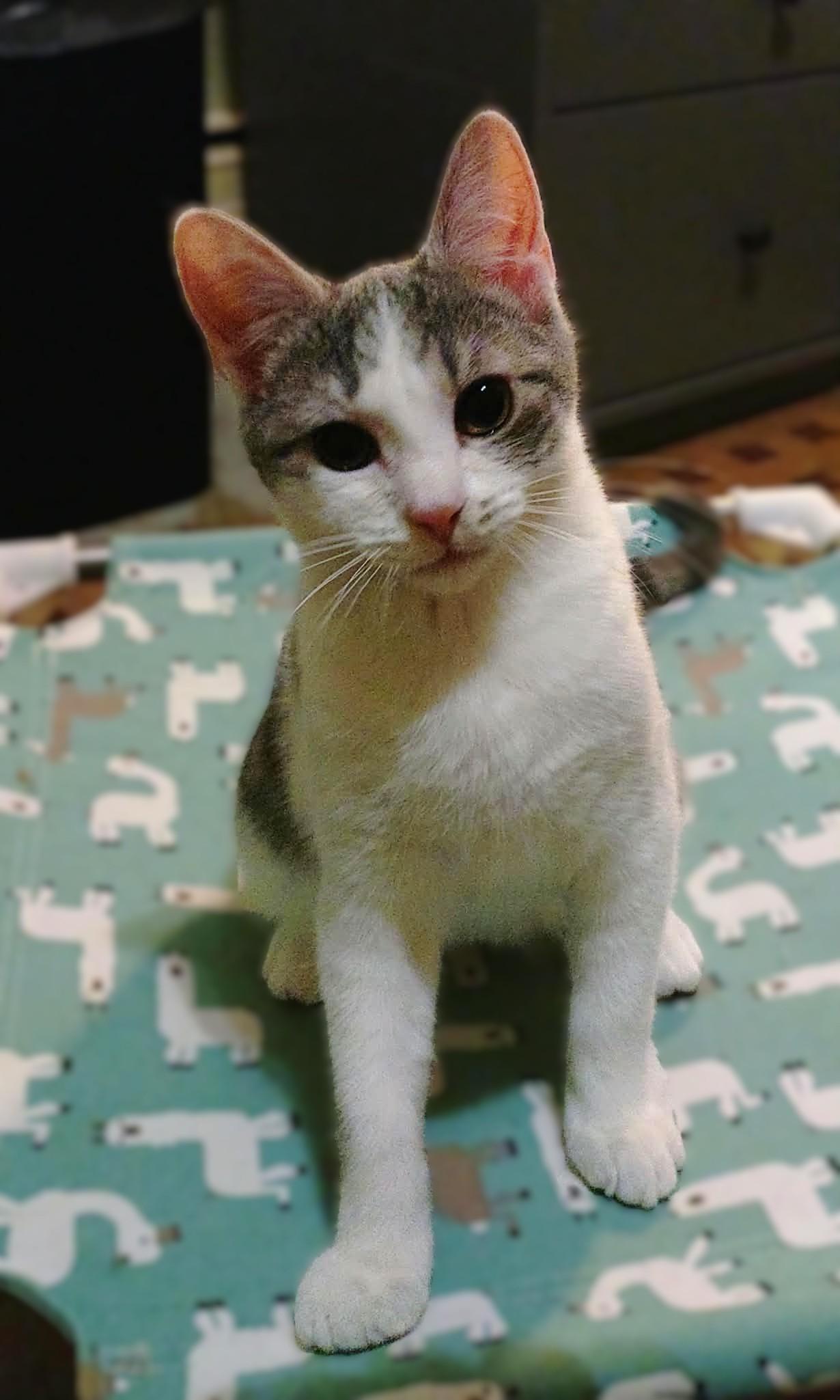 York (York Peppermint Patty Litter), a Adoptable mixed breed in Baltimore, MD image 2/3