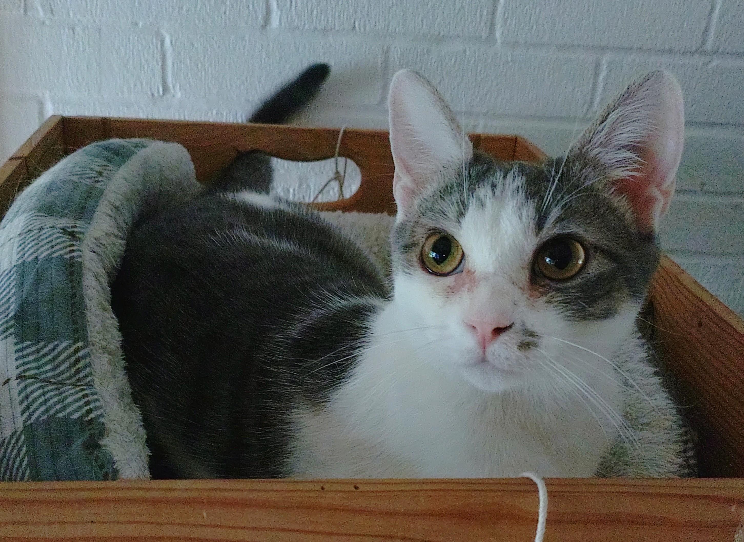 Enlarge York (York Peppermint Patty Litter), a Adoptable mixed breed in Baltimore, MD image 2/4
