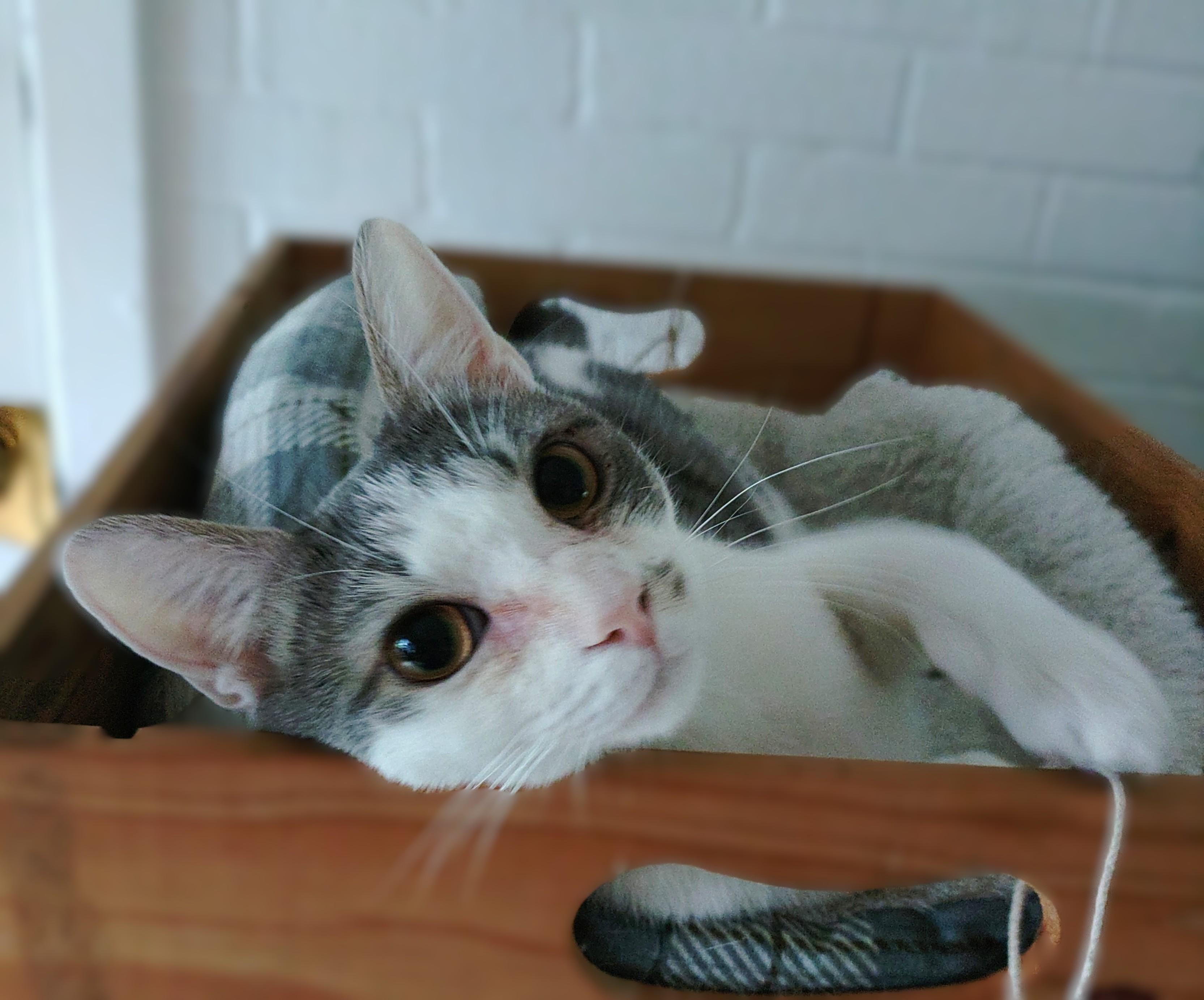 York (York Peppermint Patty Litter), Adoptable, Kitten Male Tabby.