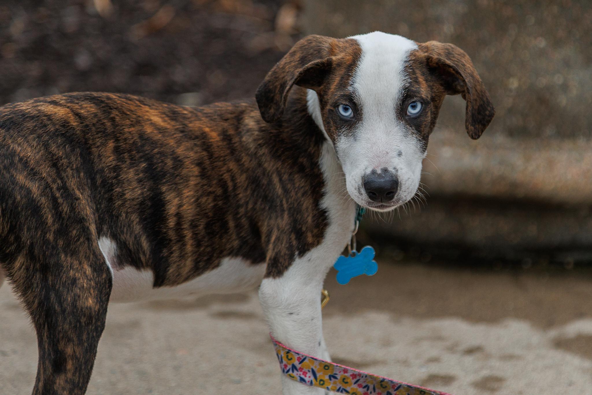 Henley, Adoptable, Puppy Male Hound & Mixed Breed.