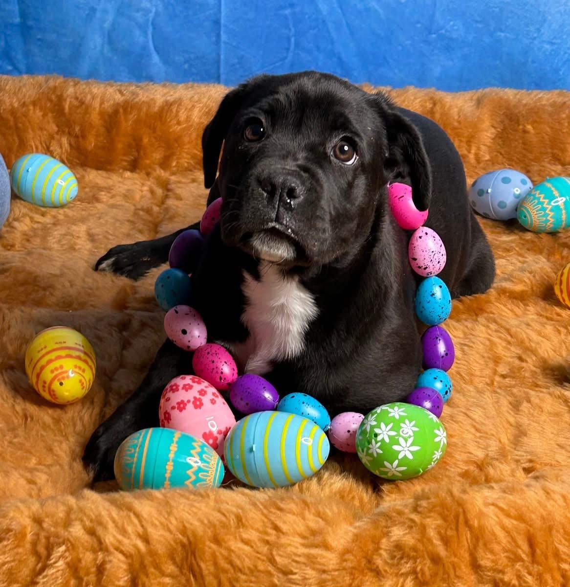 Enlarge Tatum, a ADOPTABLE mixed breed in Newfoundland, NJ image 1/5