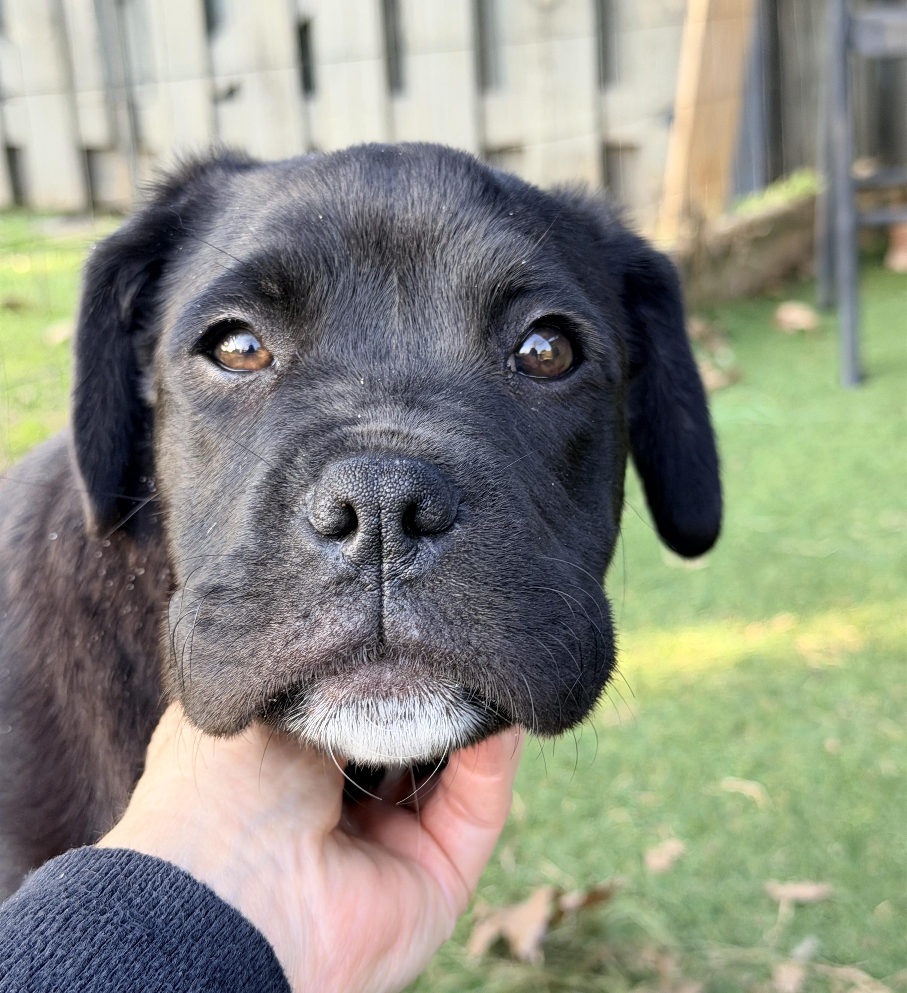 Enlarge Tatum, a ADOPTABLE mixed breed in Newfoundland, NJ image 5/5