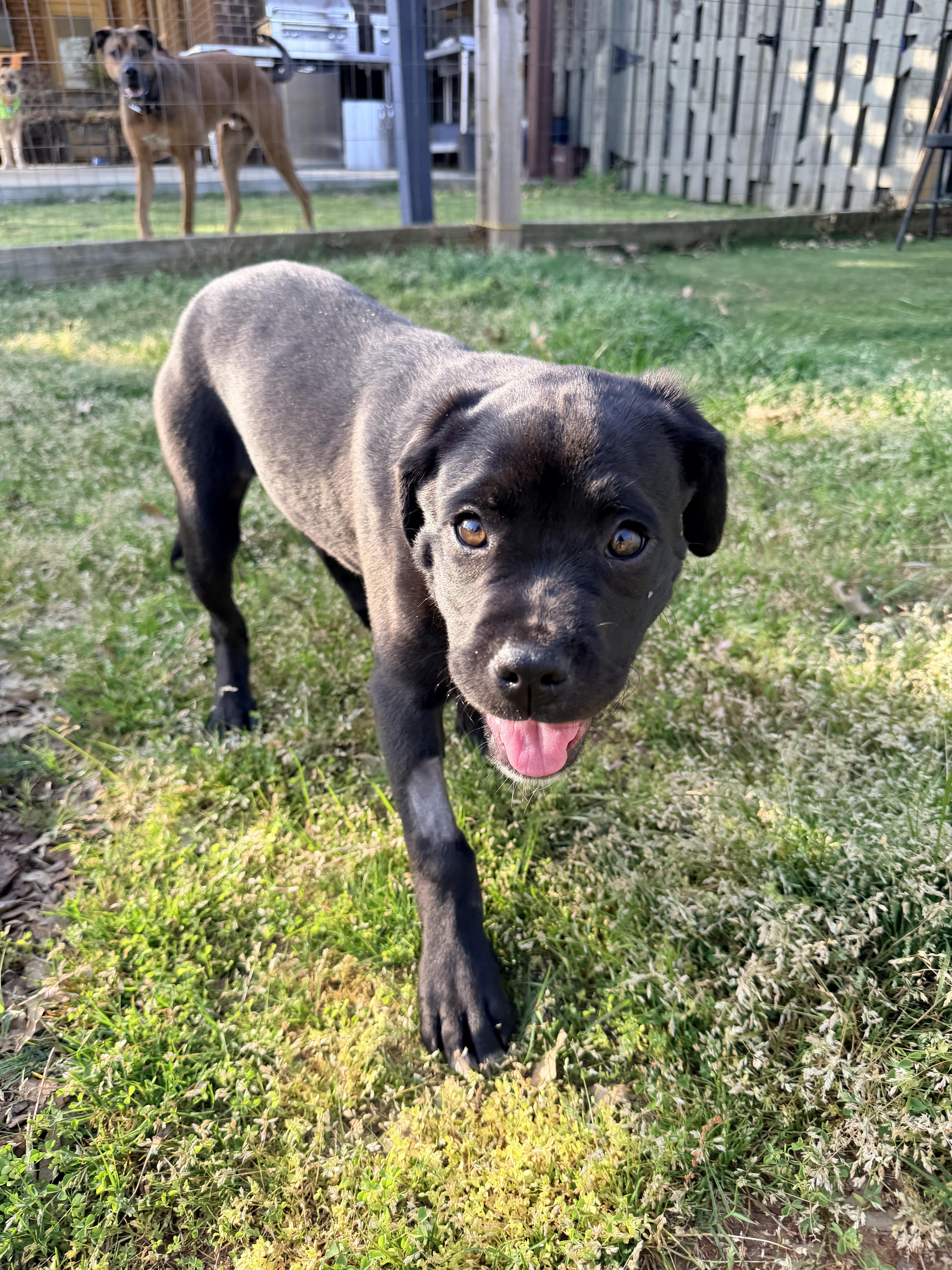 Enlarge Tatum, a ADOPTABLE mixed breed in Newfoundland, NJ image 4/5