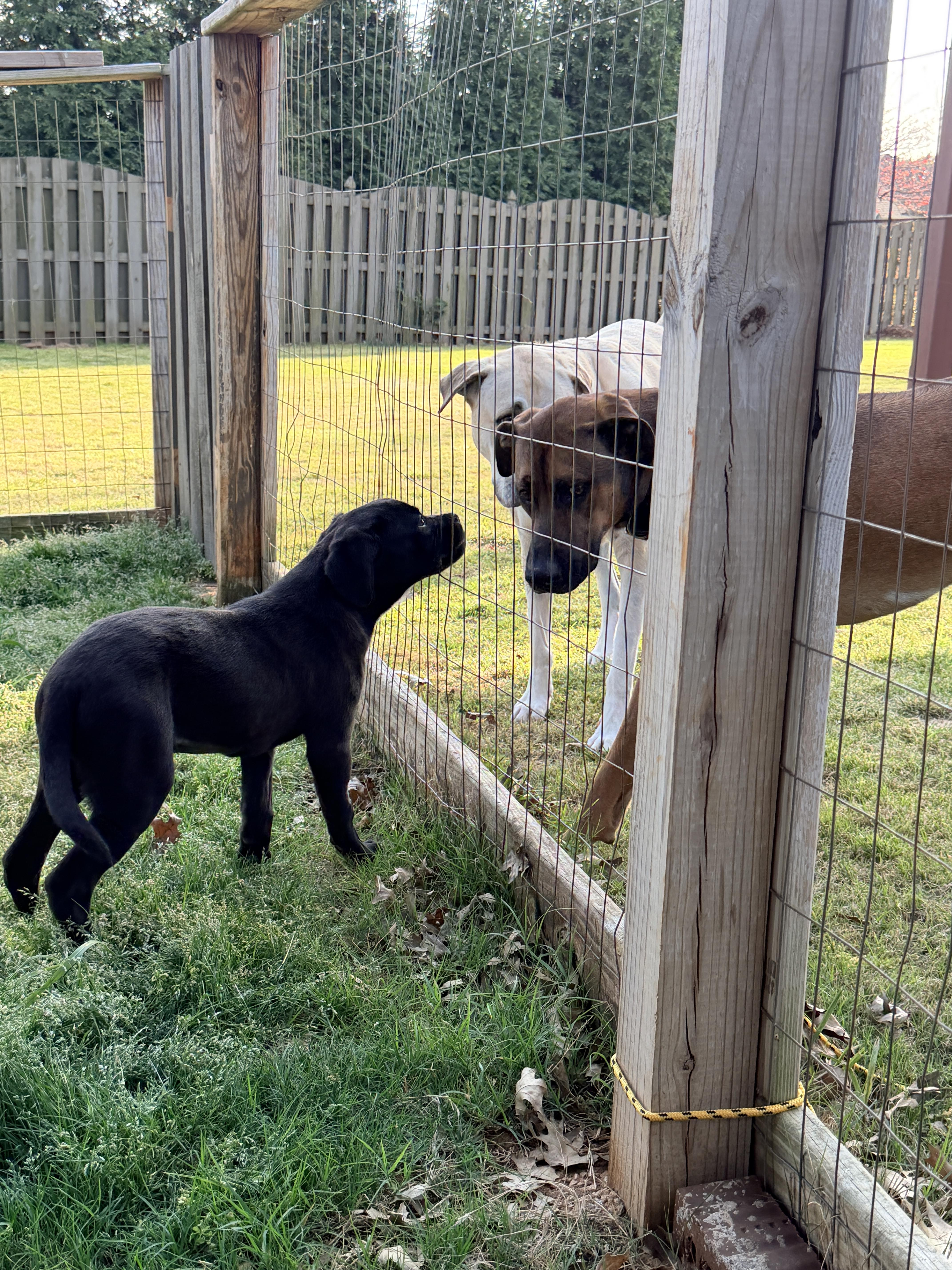 Enlarge Tatum, a ADOPTABLE mixed breed in Newfoundland, NJ image 2/5