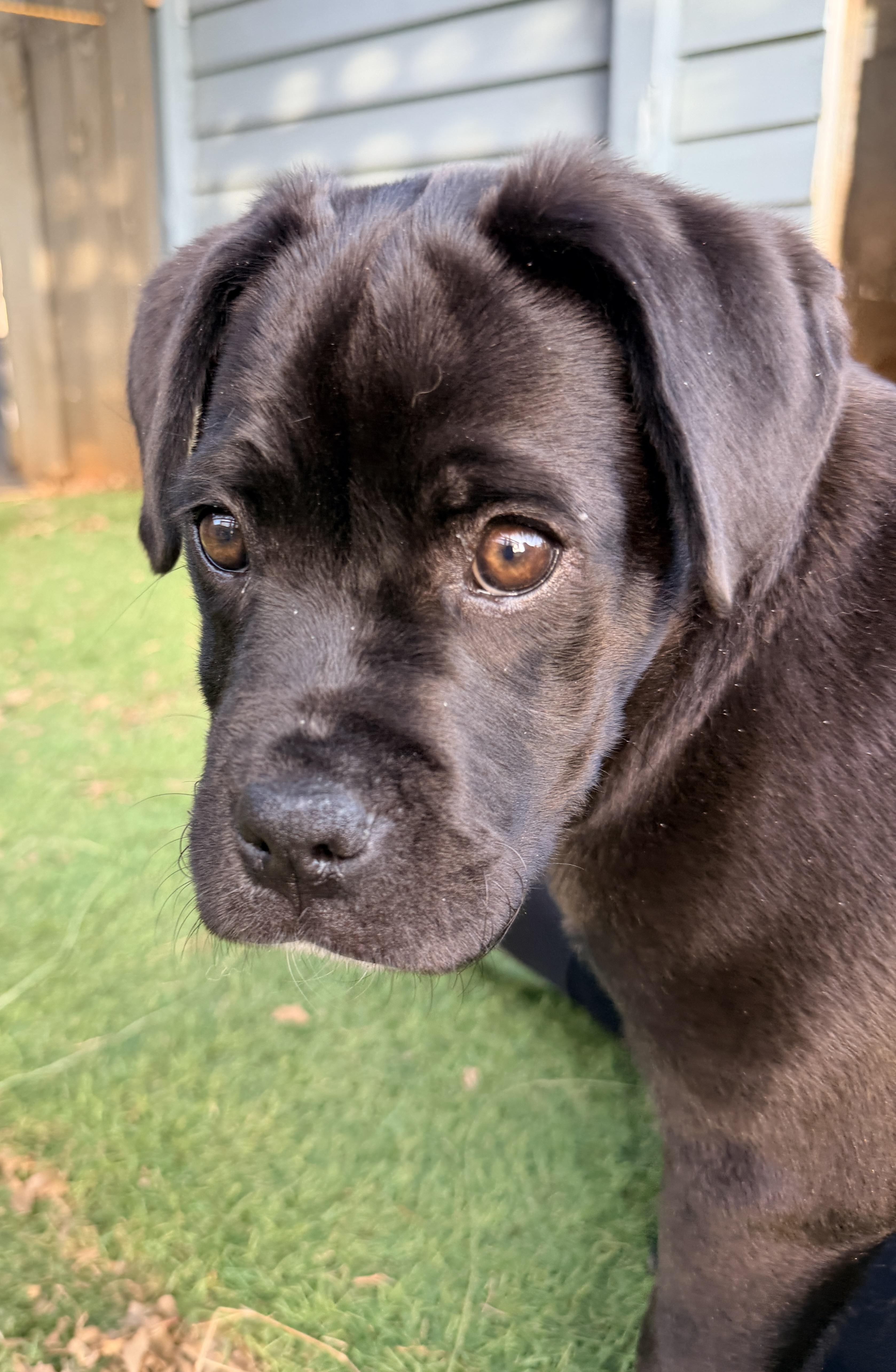 Enlarge Tatum, a ADOPTABLE mixed breed in Newfoundland, NJ image 3/5