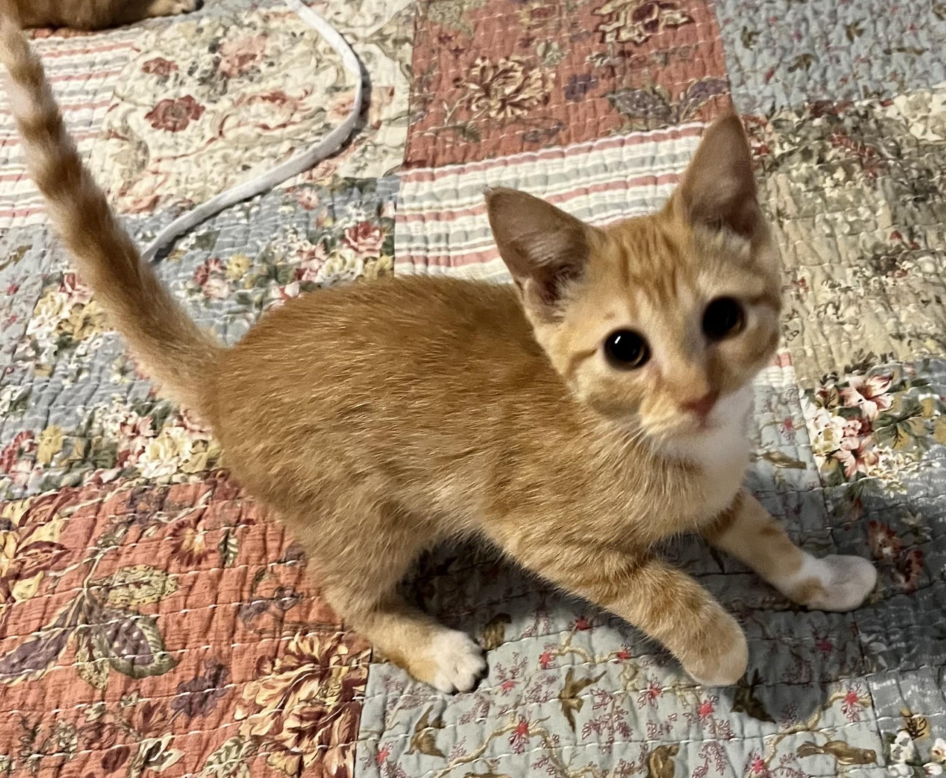 Weaver (Peg-fostered in TN) photo 2