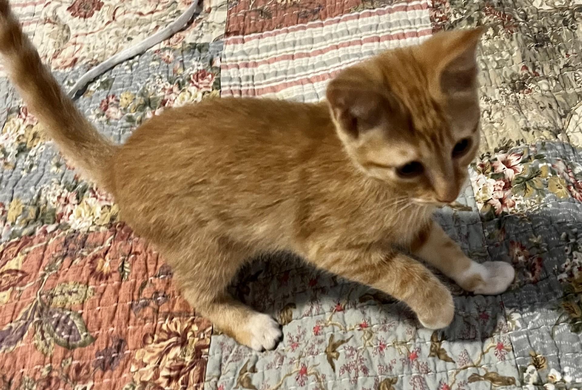 Weaver (Peg-fostered in TN) photo 4