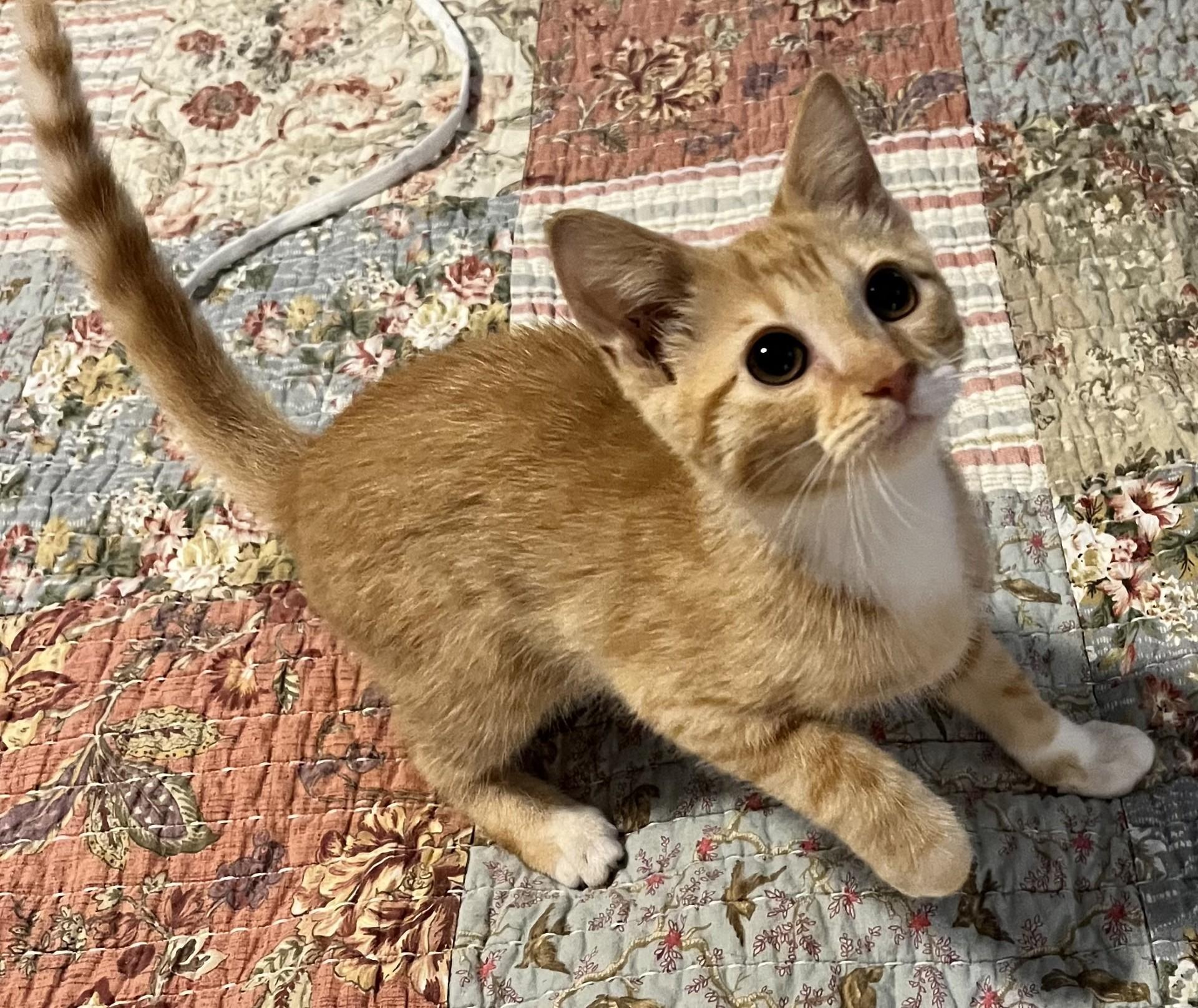 Weaver (Peg-fostered in TN) photo 1