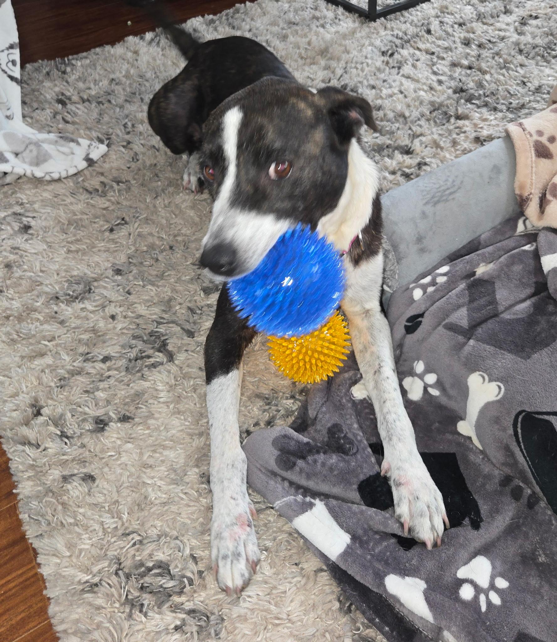 Enlarge Starlight, a Adoptable mixed breed in Orem, UT image 2/6