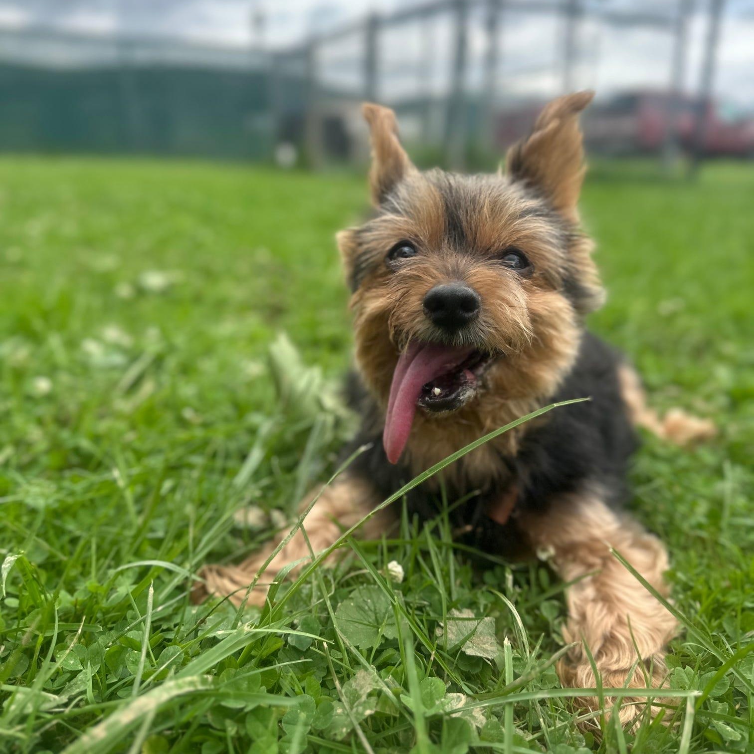 Enlarge Charlie and Frankie (bonded pair), an adopted Yorkshire Terrier in Danville, PA image 3/3