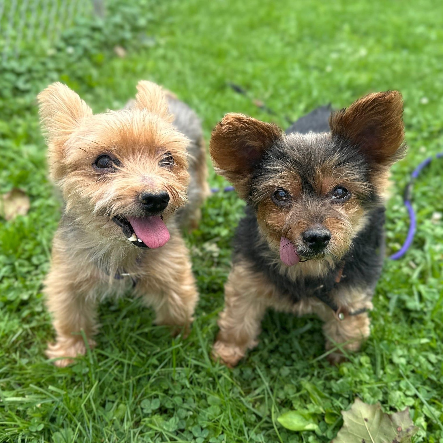 Charlie and Frankie (bonded pair), adopted, Senior Male Yorkshire Terrier.