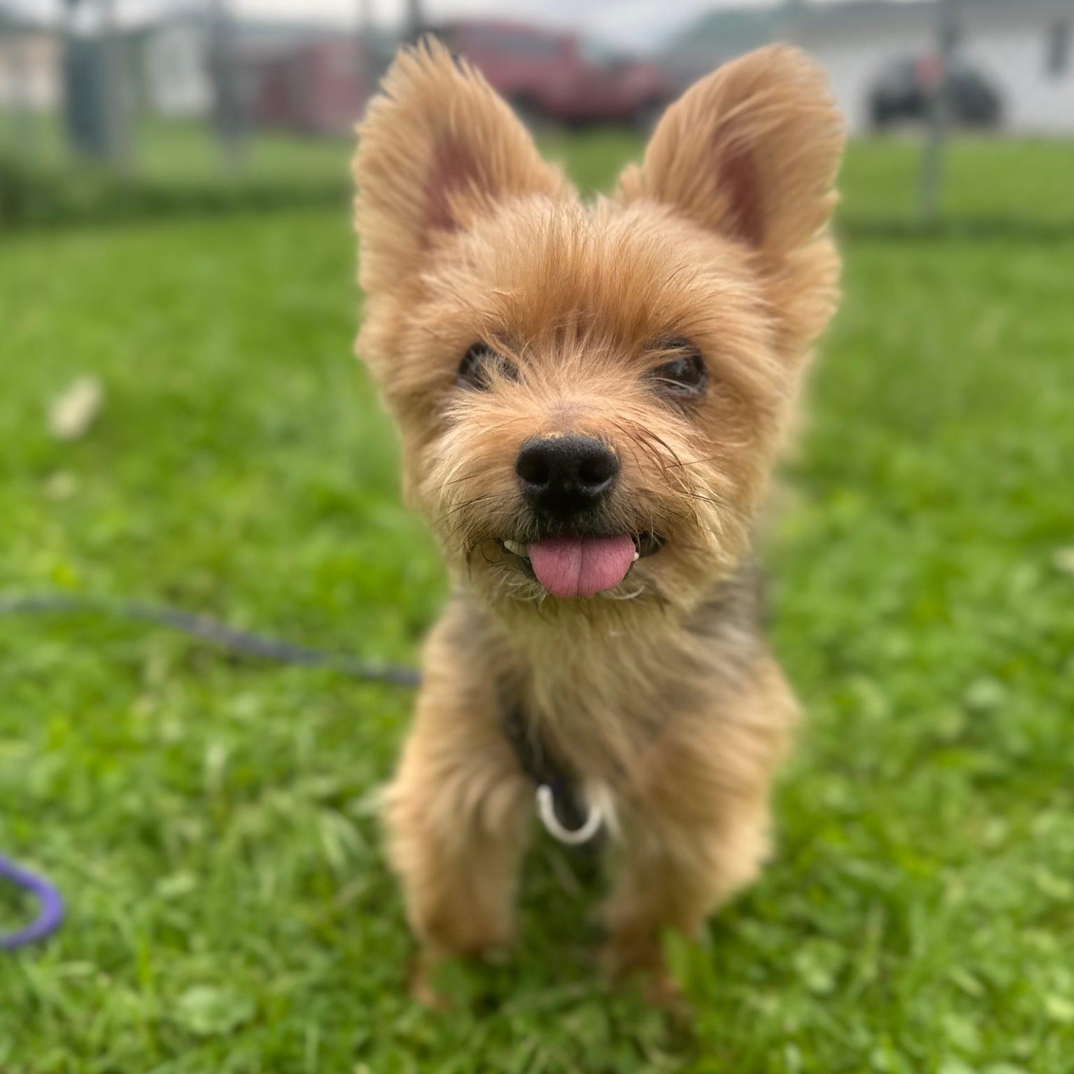 Enlarge Charlie and Frankie (bonded pair), an adopted Yorkshire Terrier in Danville, PA image 2/3