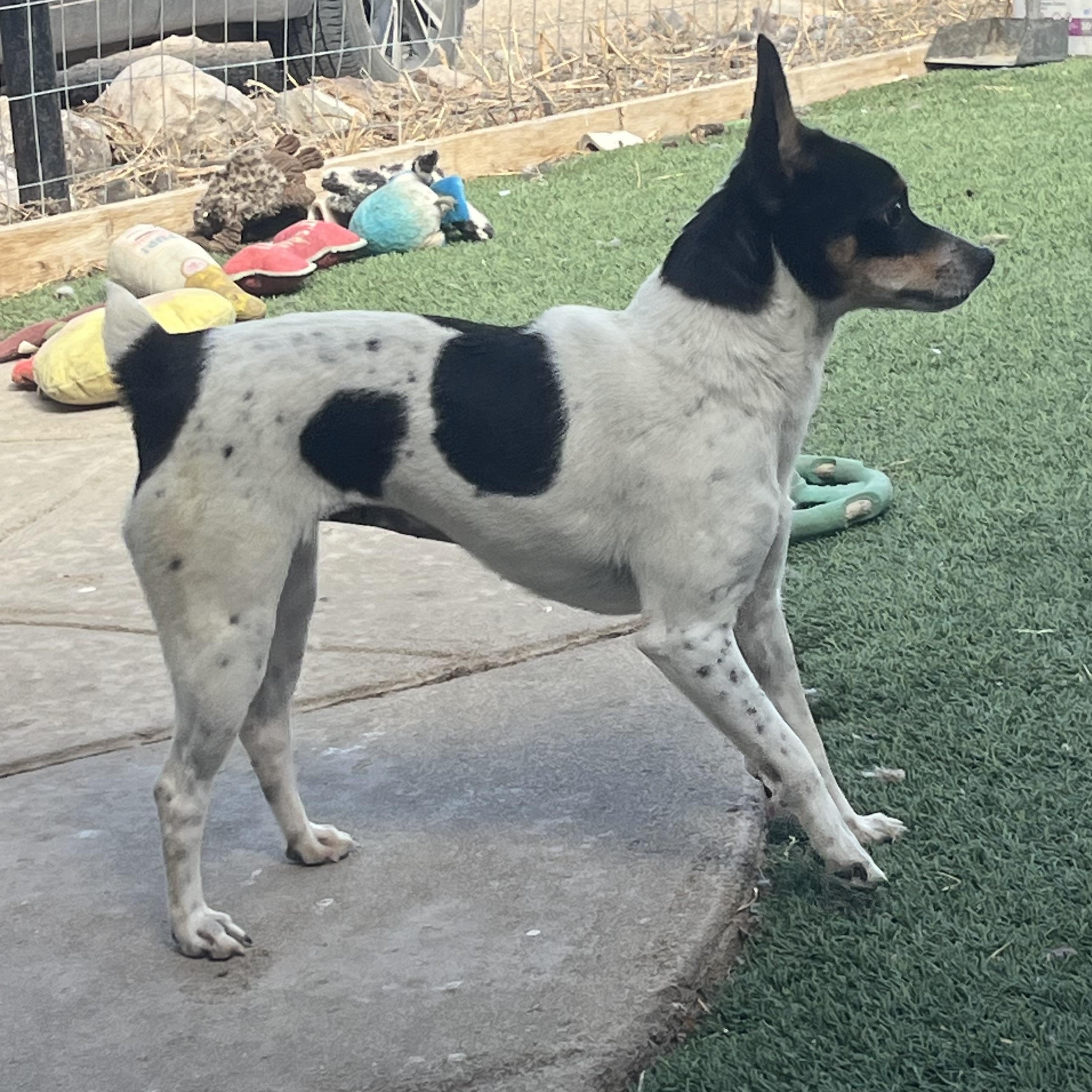 Enlarge Lina, an adopted Toy Fox Terrier in Longmont, CO image 1/2