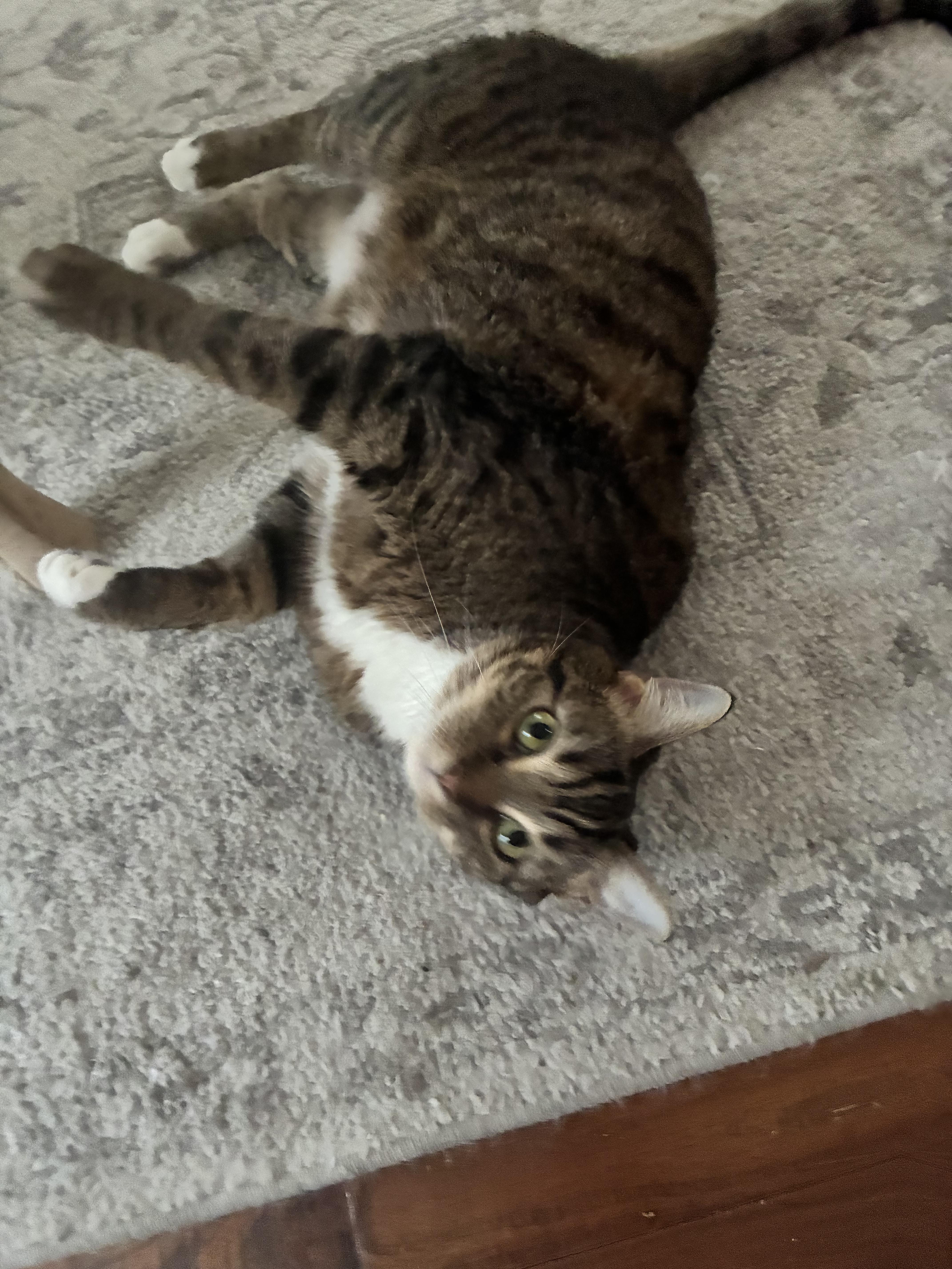 Enlarge Memphis, a Adoptable Domestic Short Hair in Mississippi State, MS image 3/4