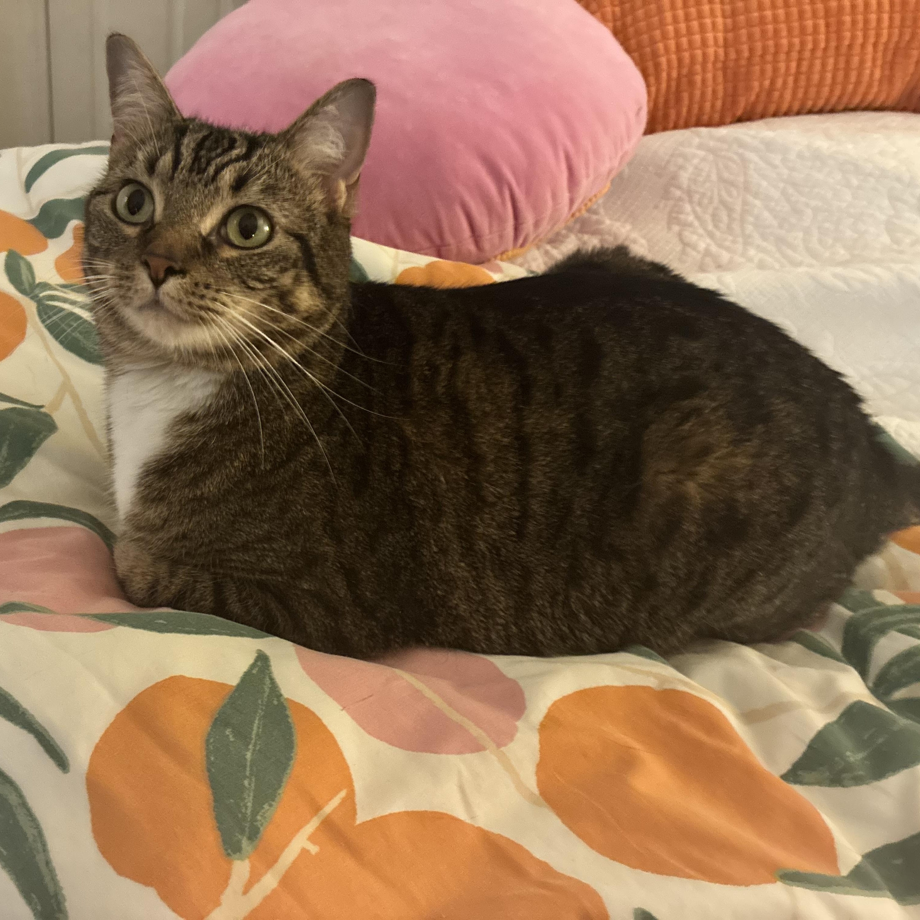 Enlarge Memphis, a Adoptable Domestic Short Hair in Mississippi State, MS image 4/4